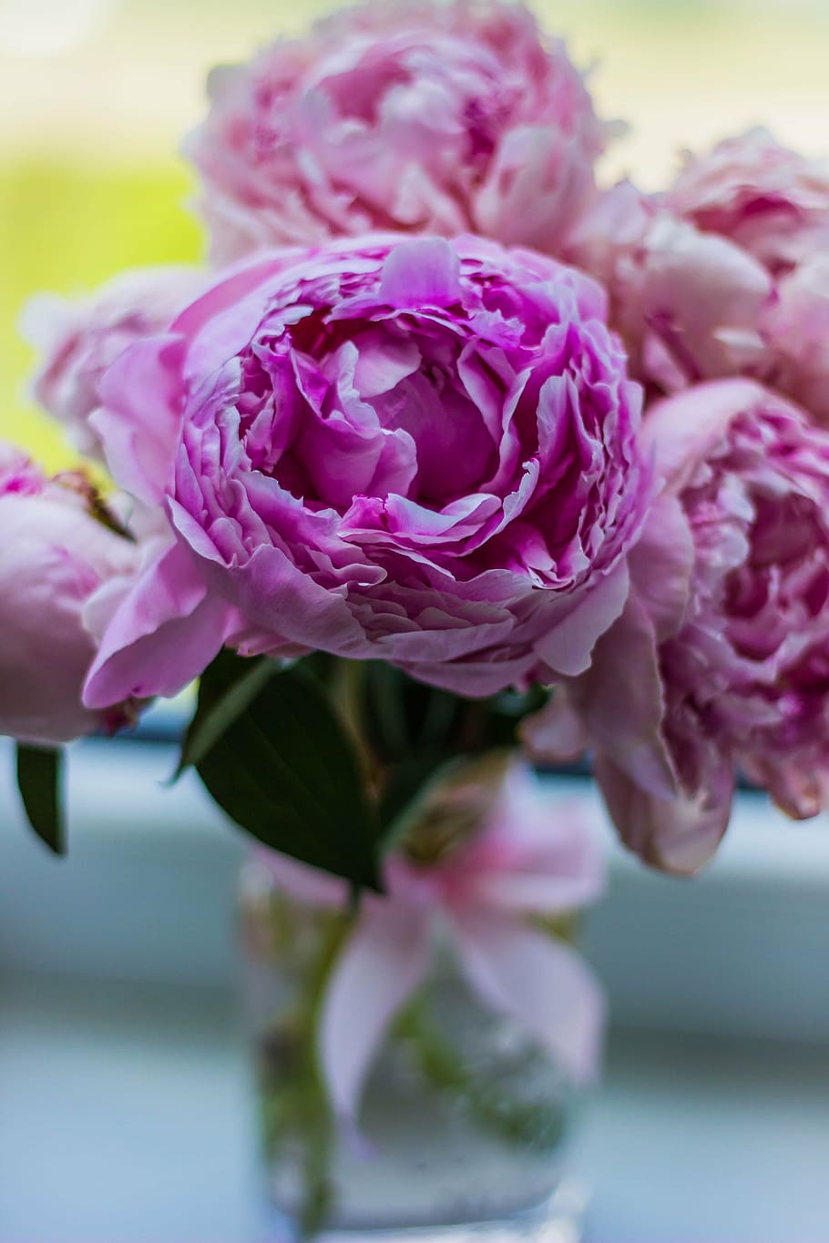 pink petaled flowers, bloom, leaf plant, nature, green, blur HD wallpaper