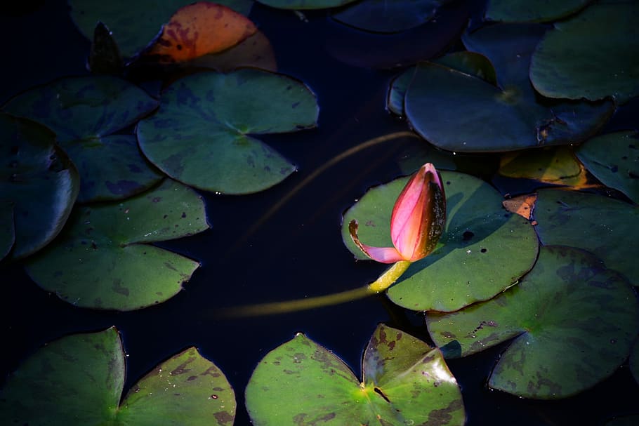 red lotus flower on body of water, green lily pads on body of water HD wallpaper