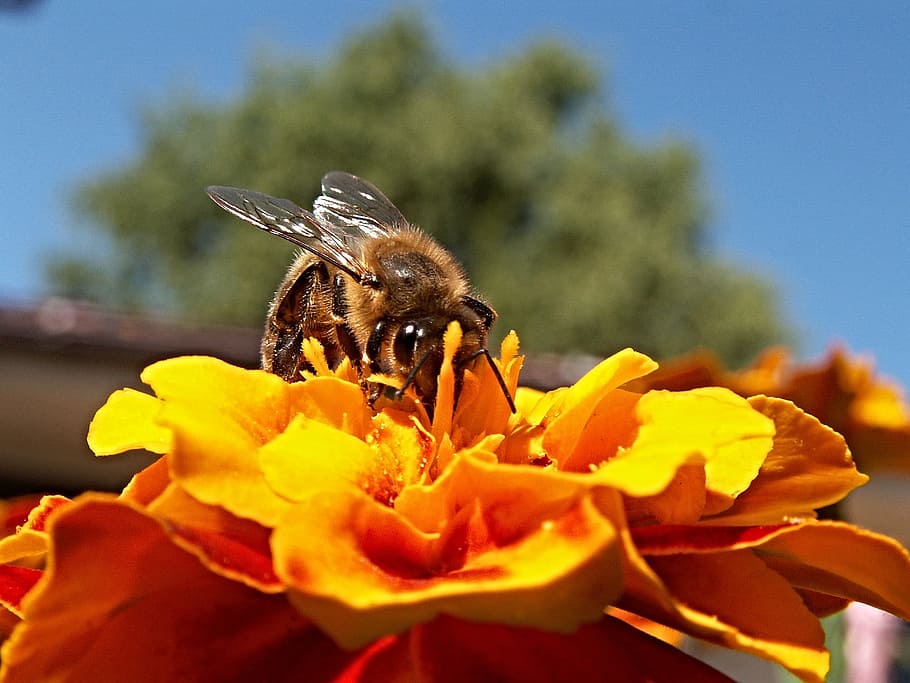 bee, insect, flower, honey bee, afrikaner, blue sky, tree, flowering plant HD wallpaper