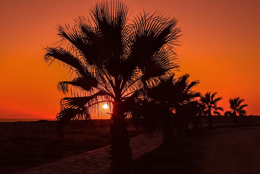 palm trees, path, sun, sunset, summer, nature, sunlight, landscape HD wallpaper
