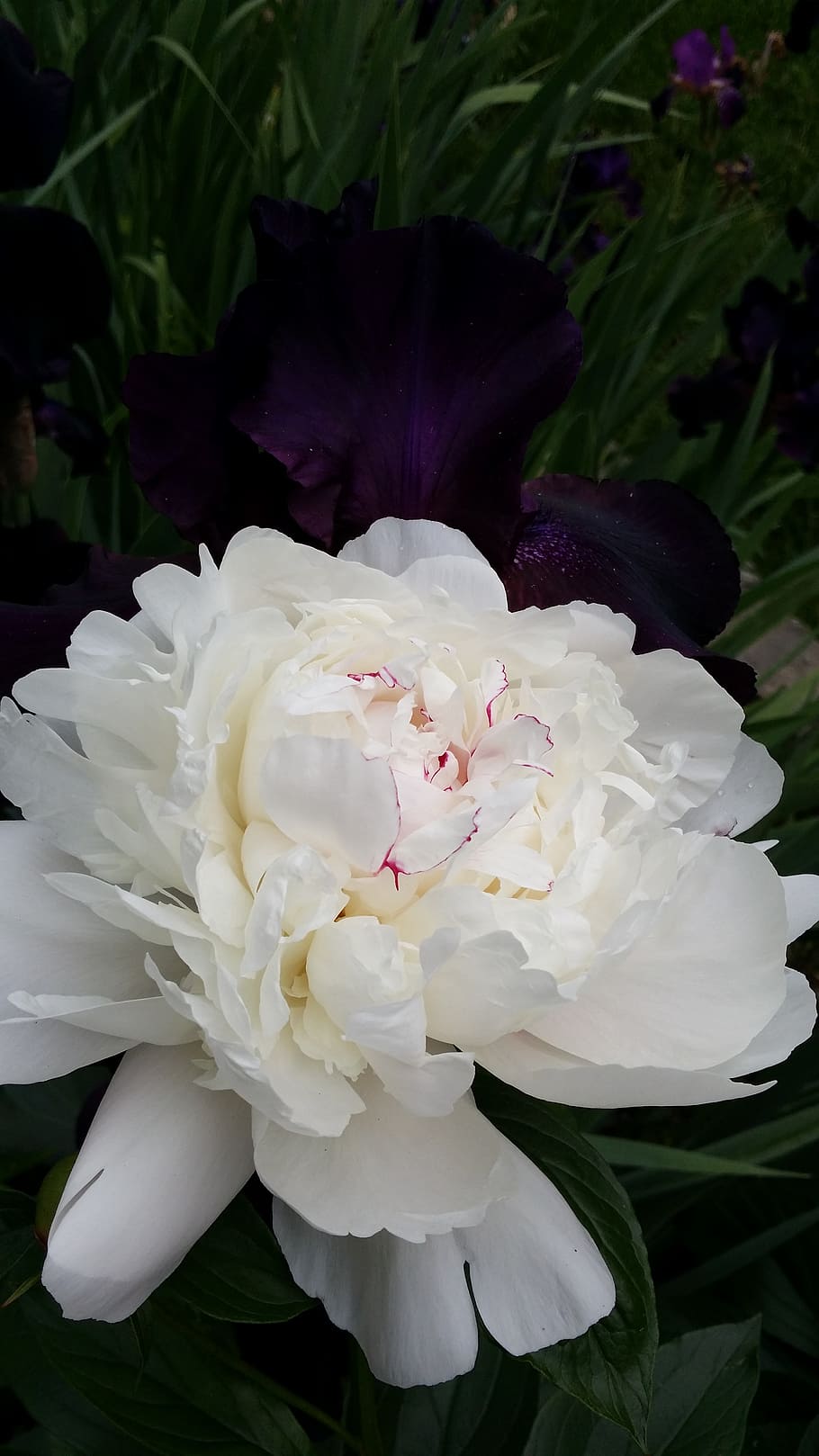 peony, white, nature, beautiful, flower, blossom, spring, bloom HD wallpaper
