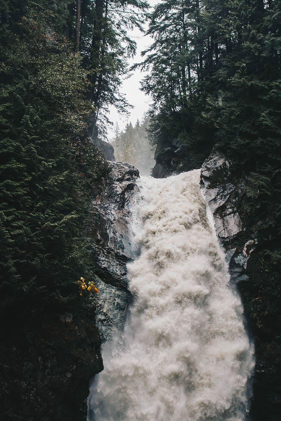 waterfalls in between green leafed trees, waterfalls and forest HD wallpaper