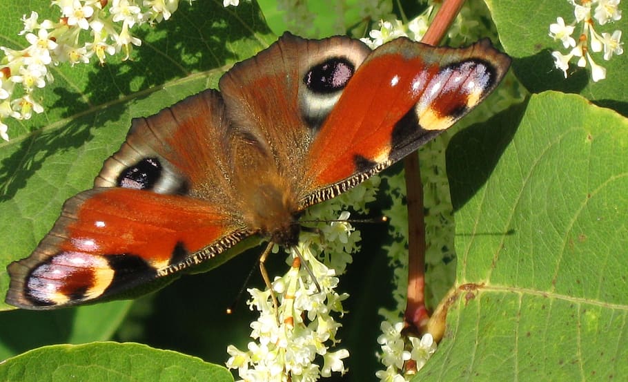 butterfly, nature, flower, leaf, insect, animal themes, animal wildlife HD wallpaper