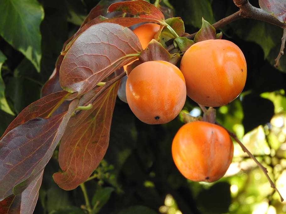 kaki, tree, fruit, italy, fruits, orange, food and drink, growth HD wallpaper