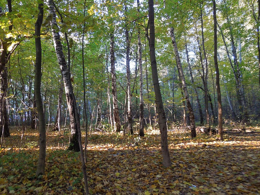 forest, autumn, nature, tree, leaf, outdoors, season, land HD wallpaper