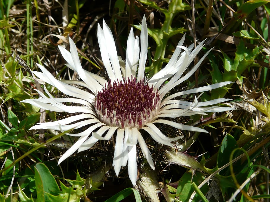 Silver Thistle, Blossom, Bloom, plant, spiny, prickly, flora HD wallpaper