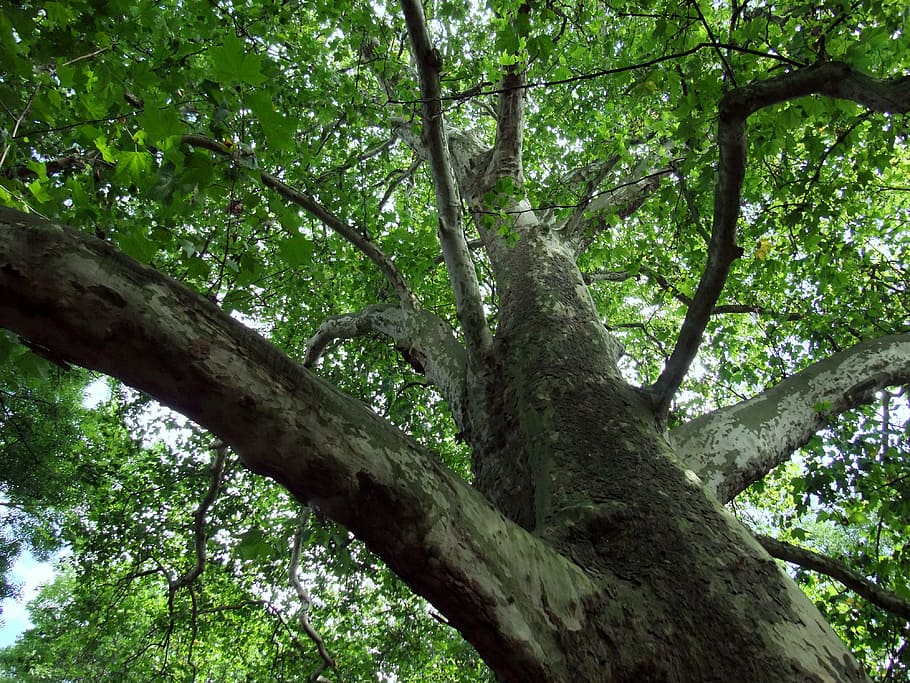 tree, maple leaved plane, leaves, crown, aesthetic, tribe, plant HD wallpaper