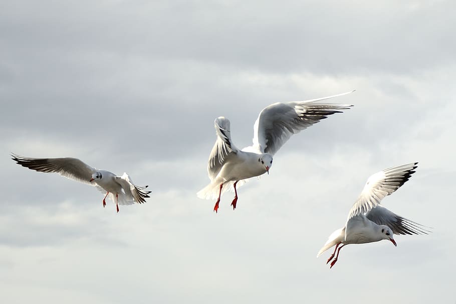 three red-billed gulls, bird, fly, dom, sky, lake, feather HD wallpaper