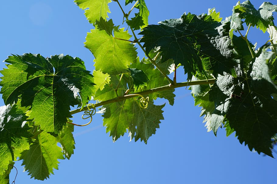 grape, tree, wine, variety, sky, blue, green, summer, autumn HD wallpaper
