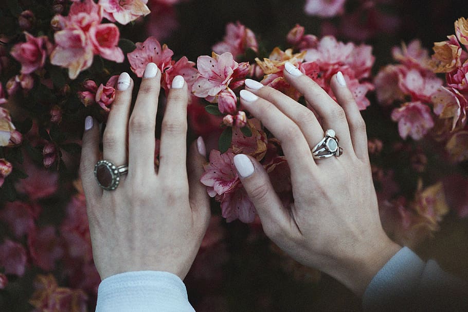 person holding pink flowers, person touching pink petaled flower HD wallpaper
