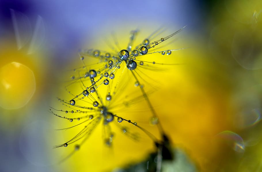 raindrops on flower, dandelion, wet, macro, plant, water, coloring HD wallpaper