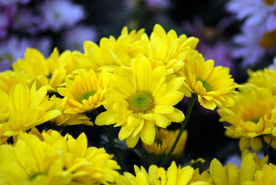 flower, nature, flora, flowering plant, yellow, freshness, fragility HD wallpaper