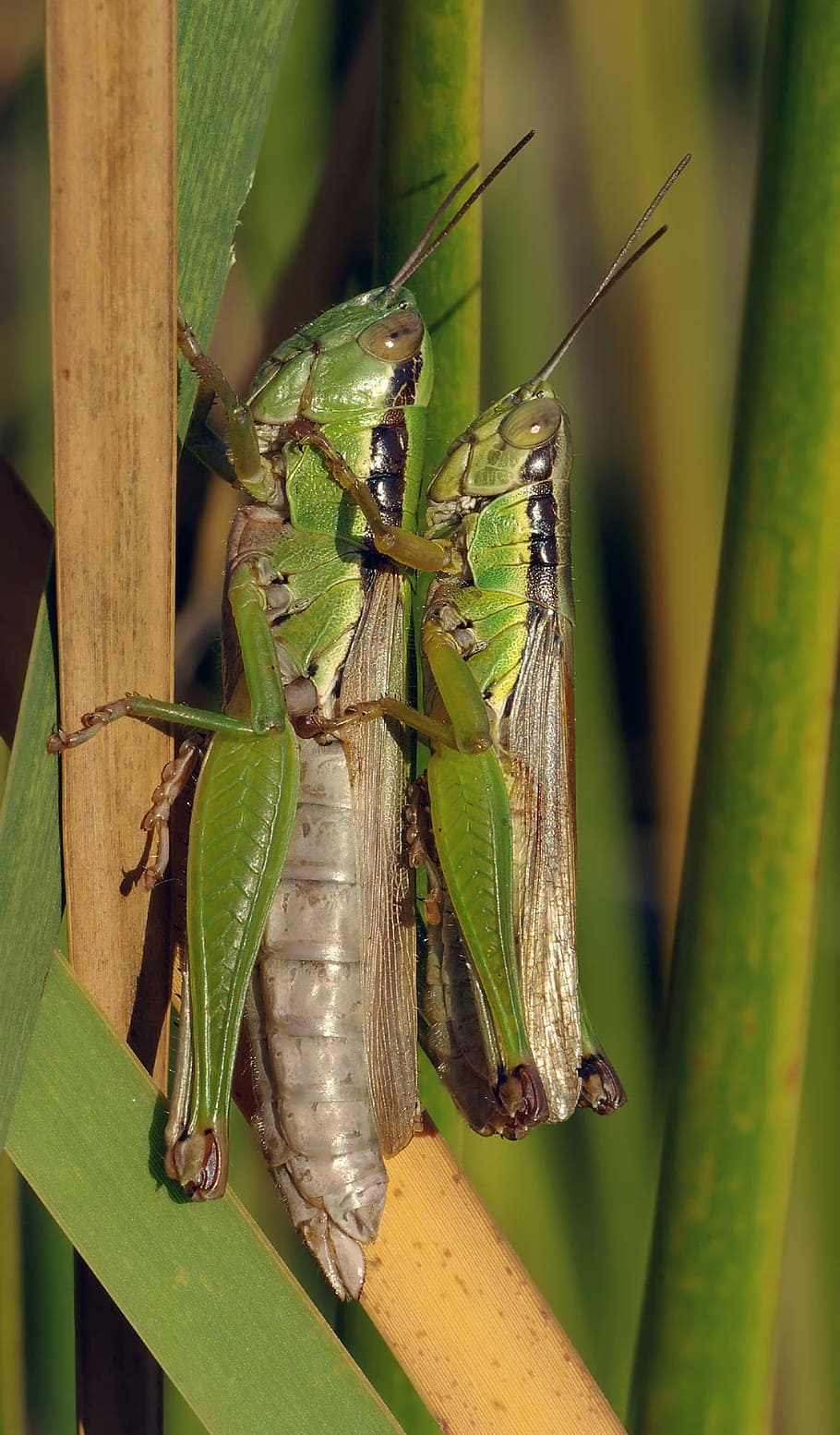 close-up of two green grasshoppers, pairing, migratory locust HD wallpaper