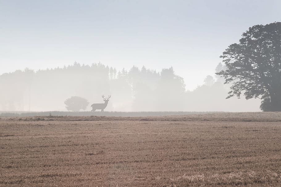 silhouette of deer on grass field surrounded by fogs during daytime HD wallpaper