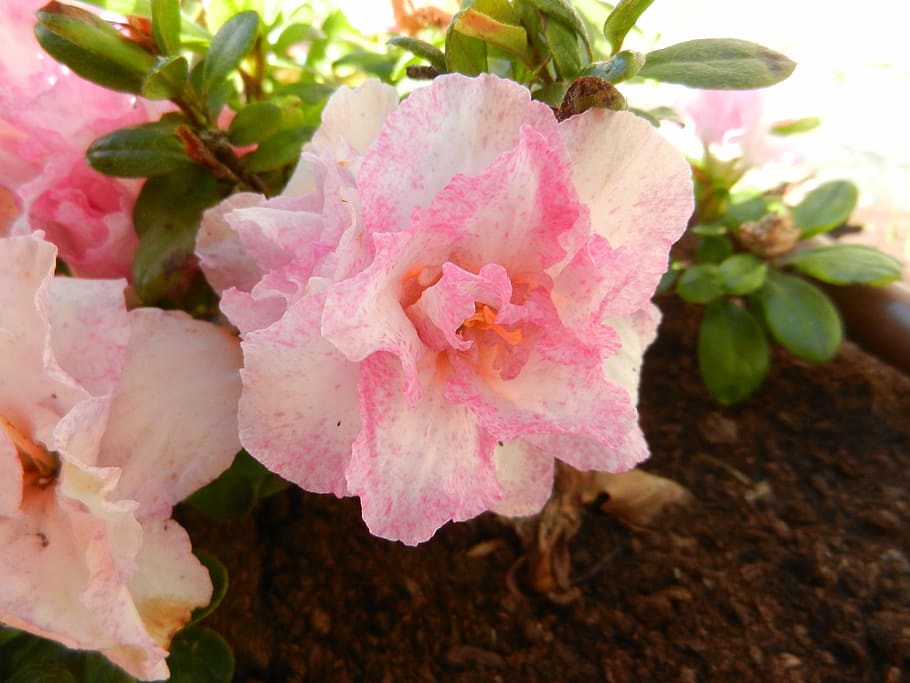 azalea, flower, shrub, pink color, plant, flowering plant, beauty in nature HD wallpaper