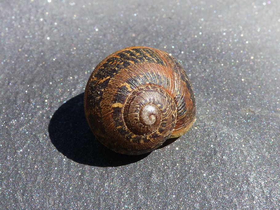 snail, shell, spiral, molluscum, gastropods, animal wildlife HD wallpaper