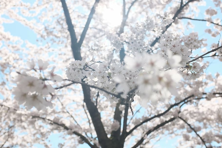 Cherry Blossom tree low angle photography, white, petaled, flowering HD wallpaper
