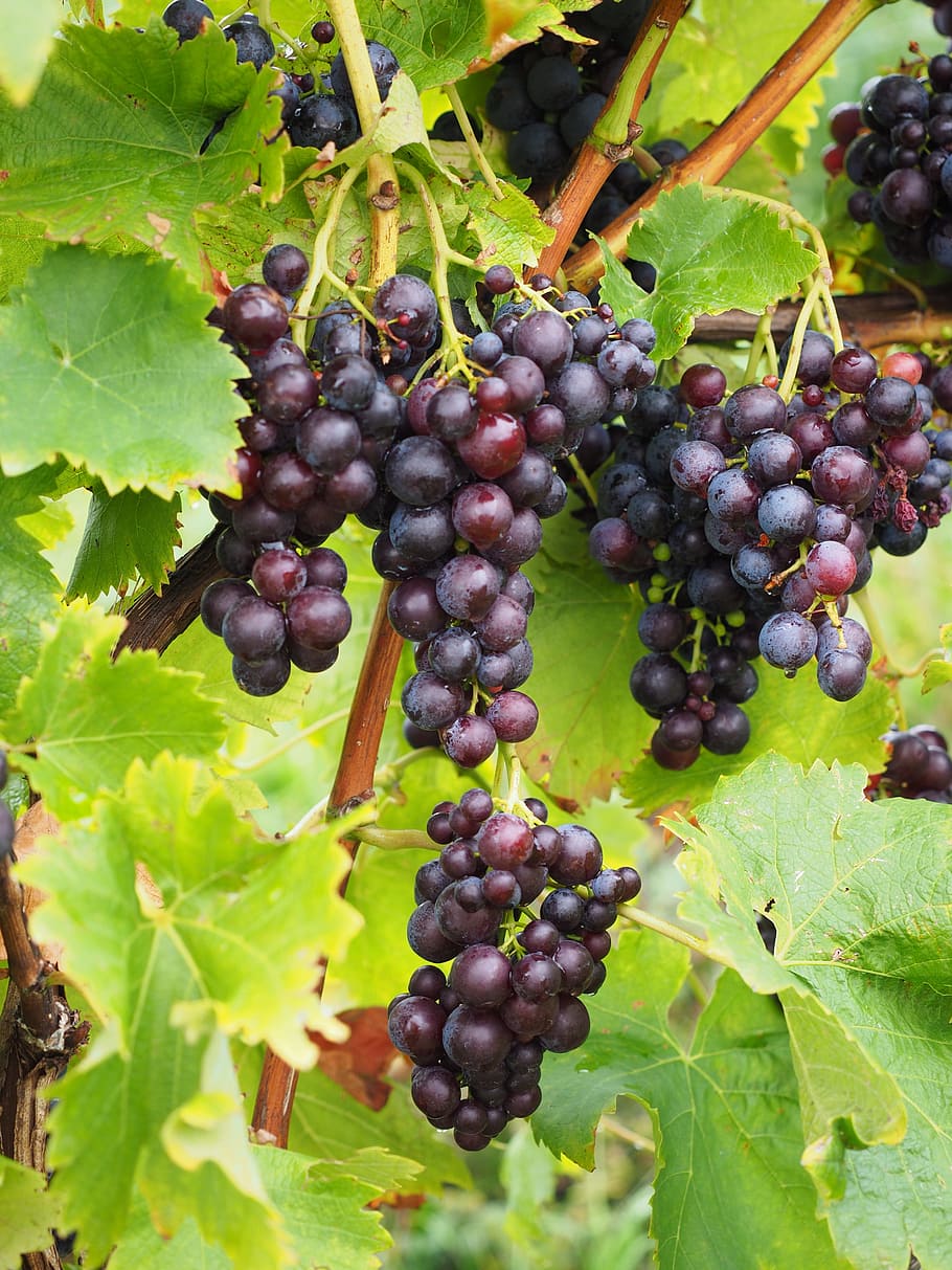 grapes, berries, wine berries, blue, pods, vines, vitis, fruits HD wallpaper