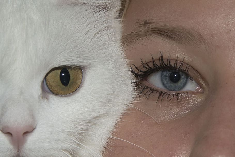 woman face beside white fur cat, eyes, girl, human, cats, pet, HD wallpaper
