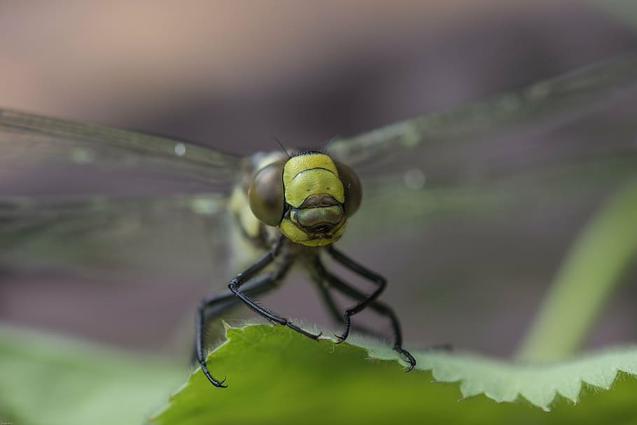 dragonfly, hawker, flight insect, close, macro, nature, green HD wallpaper