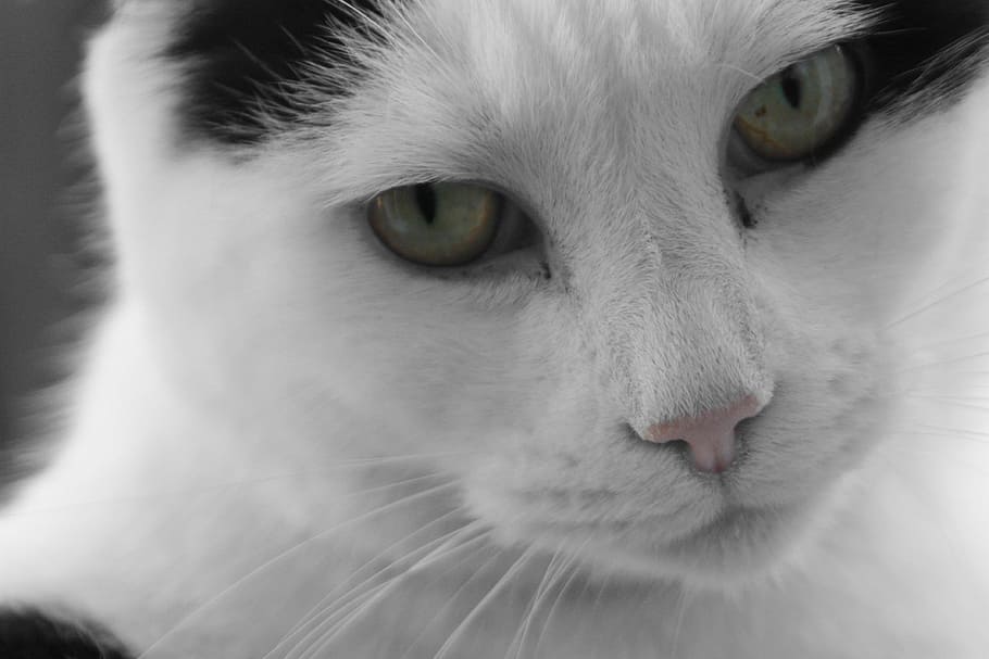 cat, black, white, pet, animal, kitten, kitty, eye, pets, animal themes HD wallpaper