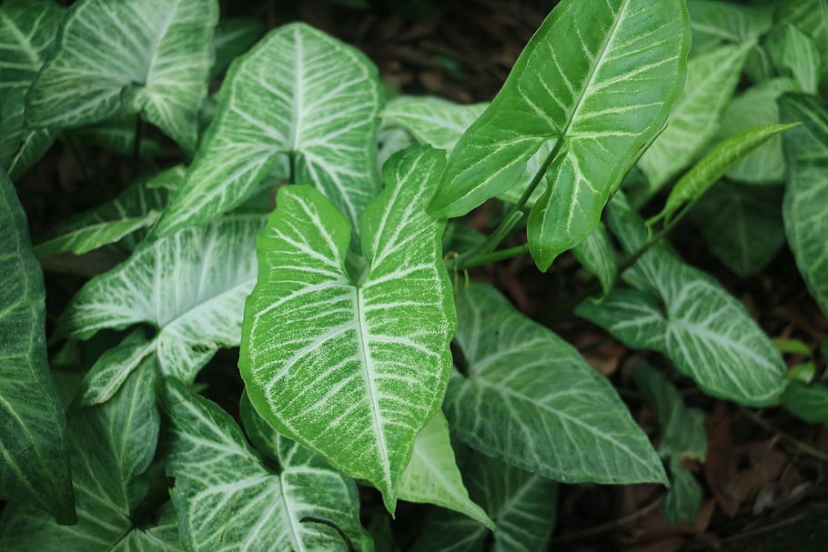 leaf, plant, green plants, plant part, green color, growth HD wallpaper