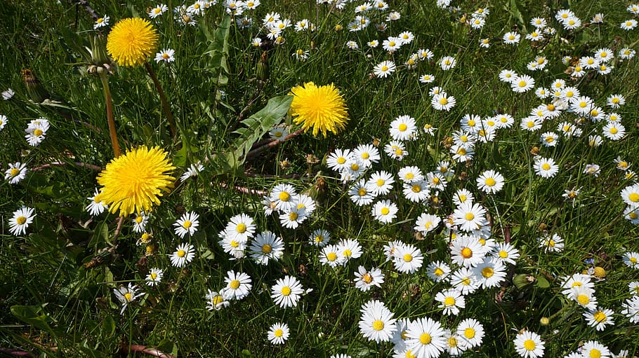 daisy, dandelion, spring, meadow, garden, flowering plant, freshness HD wallpaper