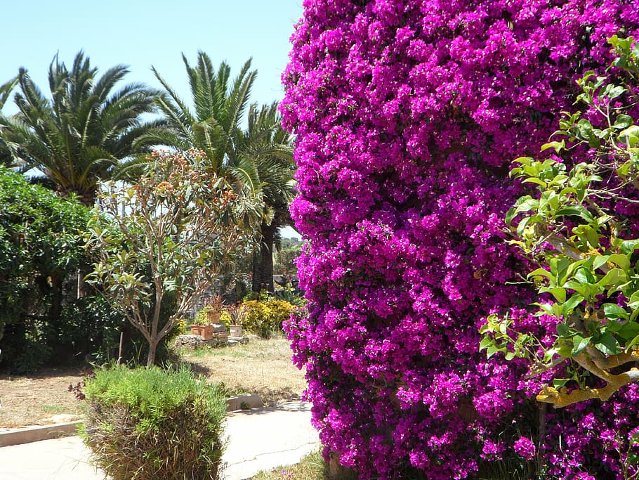 mediterranean, garden, summer, flora, plant, flower, bouganville, HD wallpaper