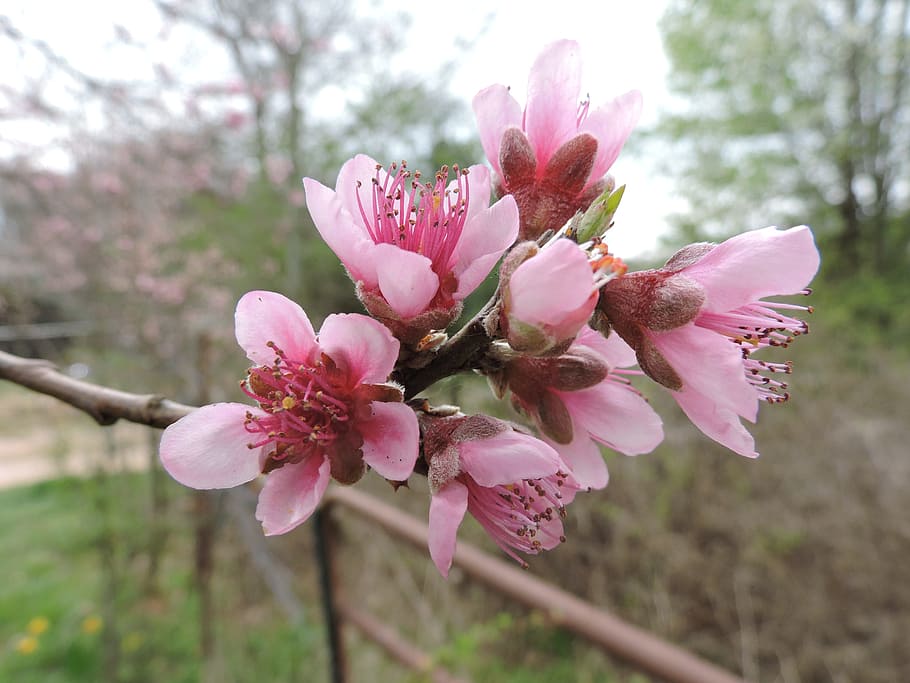 Peach Blossom, Spring, Flower, Bloom, blooming, pink, close HD wallpaper
