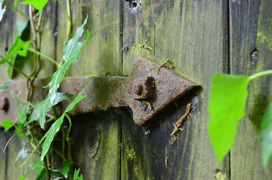 green wooden fence surrounded with leaves, door hardware, old HD wallpaper