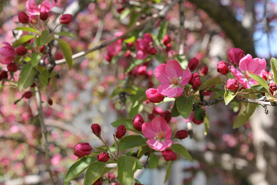 crabapple, pink, tree, flowering, spring, springtime, blossom HD wallpaper