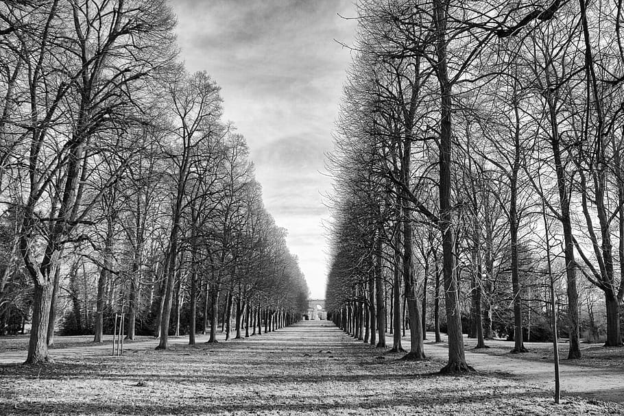 tree, landscape, wood, road, bare tree, plant, the way forward HD wallpaper