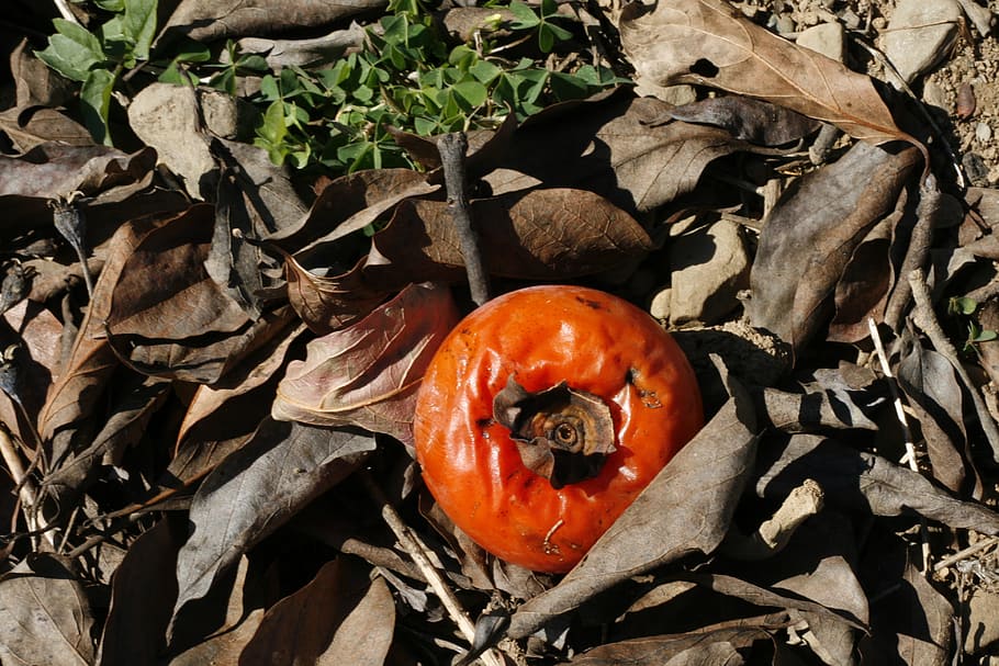 persimmon, dried persimmon, fruit, autumn, autumn landscape HD wallpaper