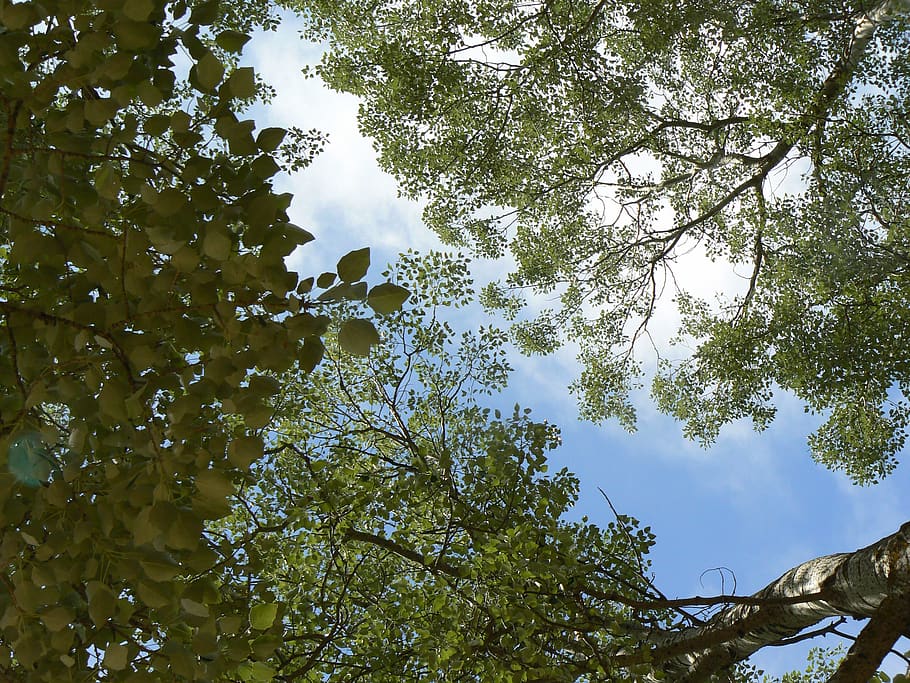 cup, tree, leaves, spring, sky, plant, low angle view, growth HD wallpaper