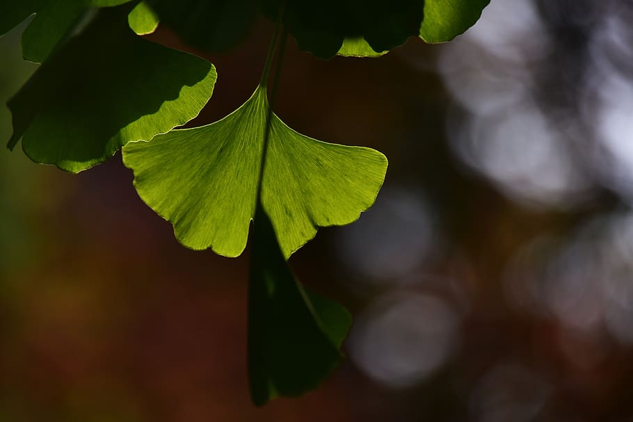 Leaves, Spring, Leaf, Ginkgo, the leaves, green, background HD wallpaper