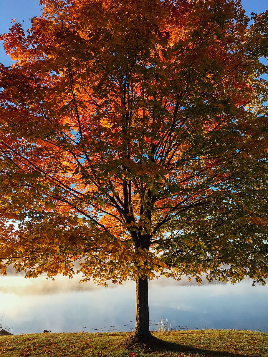 red and brown leaf tree over cliff during daytime, lake, autumn HD wallpaper