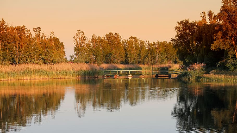 Landscape, Trees, Lake, Reed, abendstimmung, sunset, nature HD wallpaper