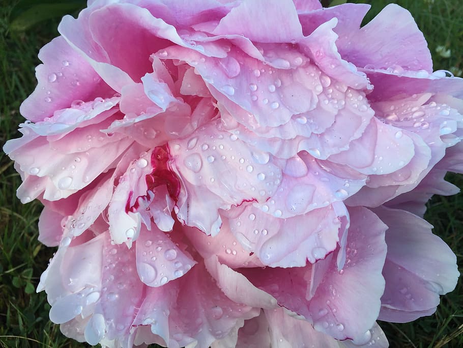 Dew, Flower, Drops, Pink, rose, big, water, nature, green, garden HD wallpaper