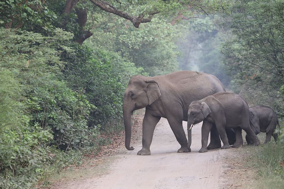 female, elephant, cub, trunk, tusk, animal, wildlife, zoology