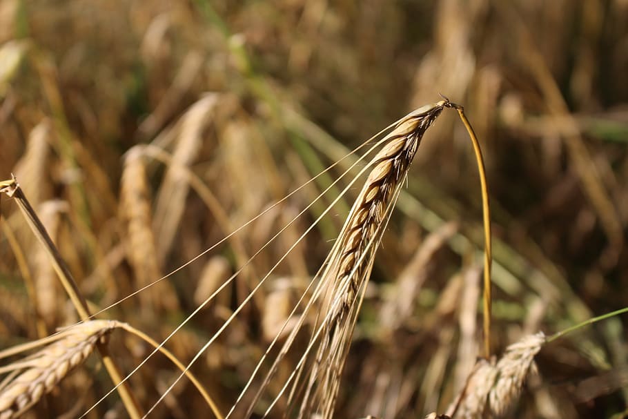 Barley, Cereals, Field, Summer, nature, no people, plant, agriculture HD wallpaper