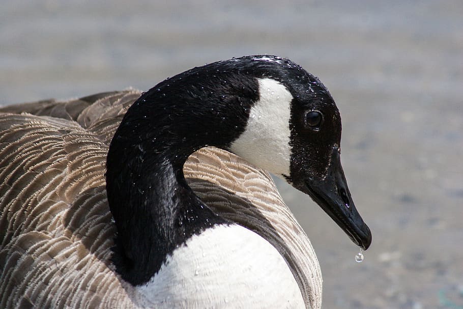 macro shot photography of white and black swan, close-up photo of black and beige duck HD wallpaper