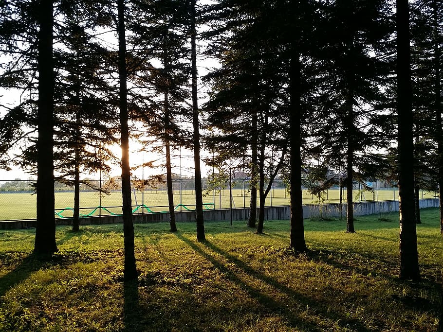 tree, forest, nature, light, solar, sunset, plant, tranquility HD wallpaper