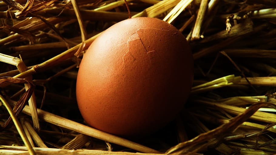 Egg, Straw, Background, Nature, Eggshell, food, life, macro HD wallpaper