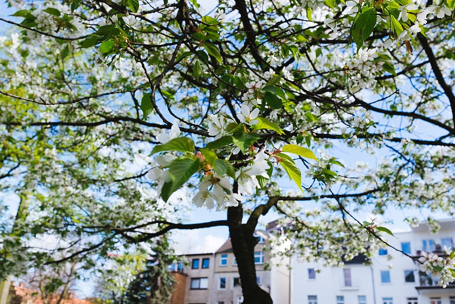 Flowering tree in the city, nature, outdoors, branch, leaf, springtime HD wallpaper