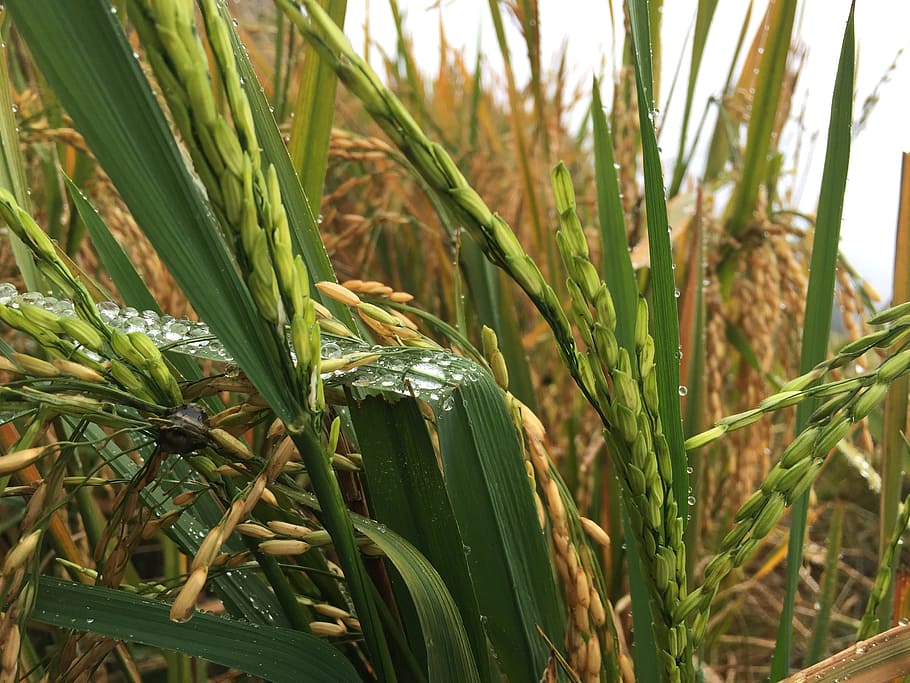 paddy, rice, plant, grain, harvest, crop, growth, green color HD wallpaper