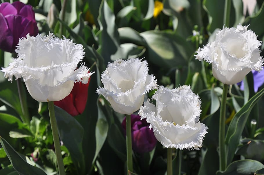 tulip, white, bloom, flower, floriade, canberra, australia HD wallpaper