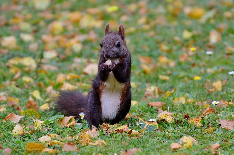 squirrel, nager, cute, nature, rodent, climb, garden, eat, brown HD wallpaper