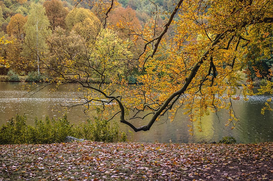 autumn, park, nature, tree, herbstimpression, leaf, yellow, HD wallpaper