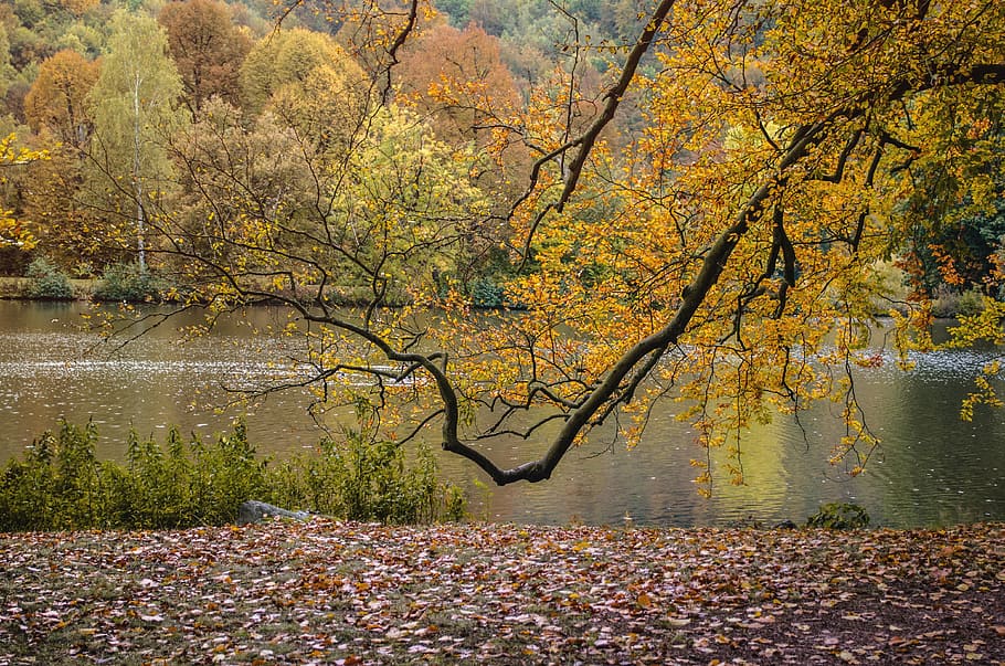 autumn, park, nature, tree, herbstimpression, leaf, yellow HD wallpaper