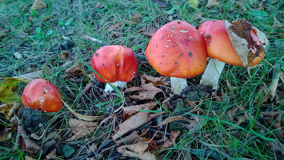 matryoshka, toxic, nature, forest, red, spotted, red fly agaric mushroom HD wallpaper